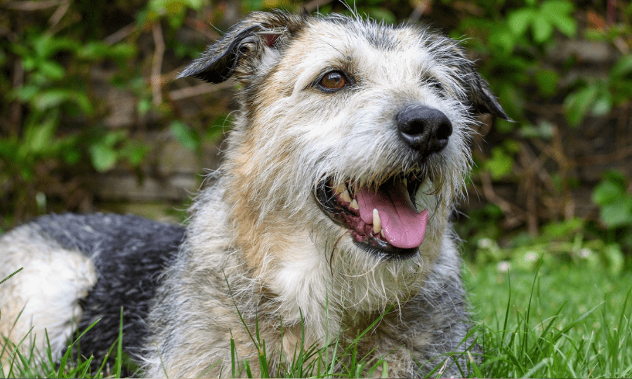 Dog refuges near store me